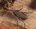 Trogulus tricarinatus - photo 2