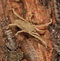 Trogulus tricarinatus - photo 4