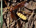 Trogus crustosus