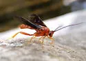 Trogus edwardsii
