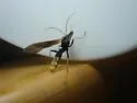 Trogus flavipennis