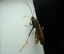 Trogus flavipennis - photo 2