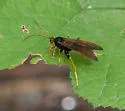 Trogus flavipennis - photo 3