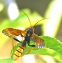 Trogus flavipennis - photo 4