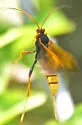 Trogus flavipennis - photo 5
