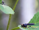Trogus fulvipes