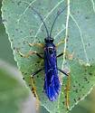 Trogus fulvipes - photo 2