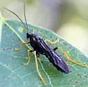 Trogus fulvipes - photo 3