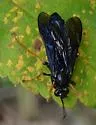 Trogus fulvipes - photo 4