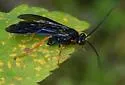 Trogus fulvipes - photo 5