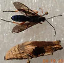 Trogus lapidator - Trogus lapidator