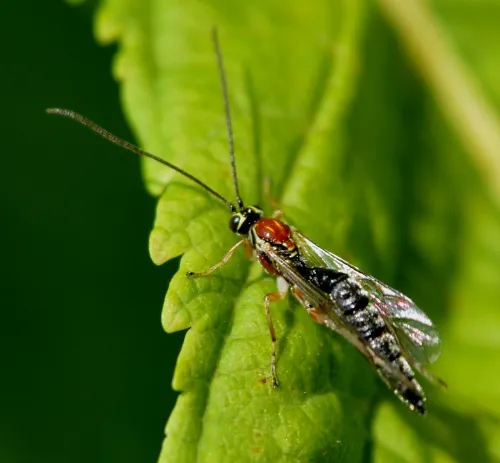 Tromatobia lineatoria