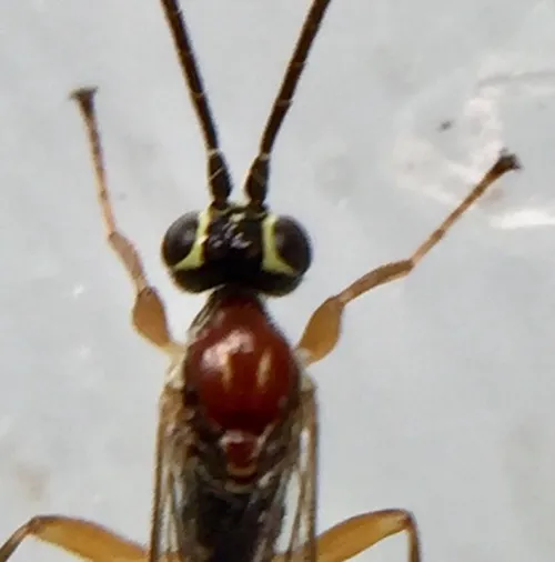 Tromatobia lineatoria - photo 2