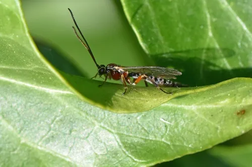 Tromatobia lineatoria - photo 3