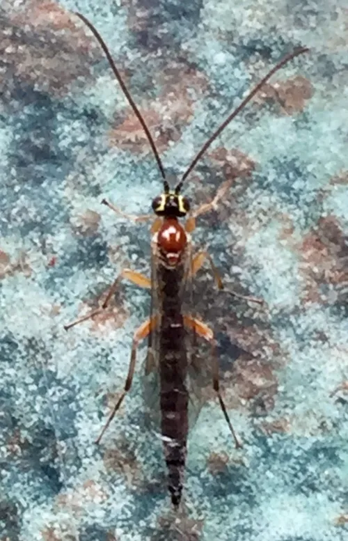 Tromatobia lineatoria - photo 4