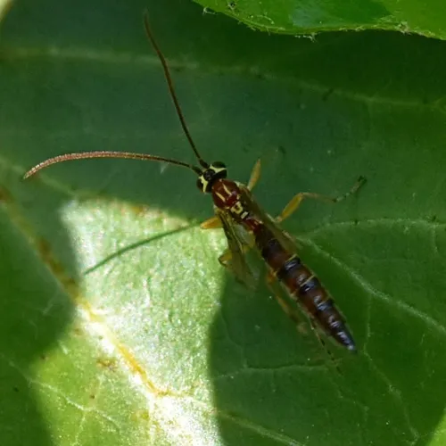 Tromatobia lineatoria - photo 5