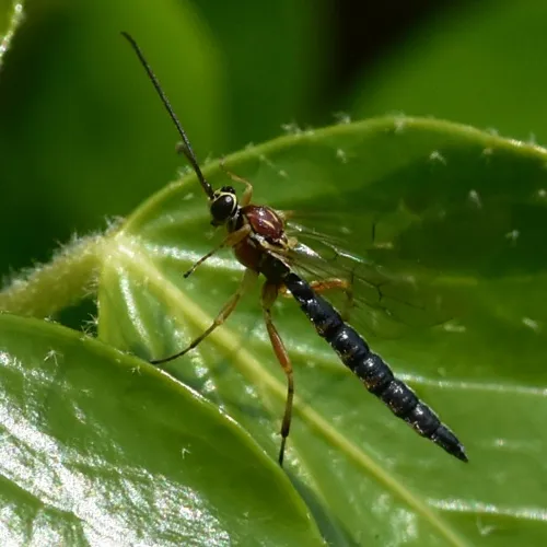 Tromatobia lineatoria - photo 6