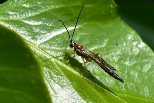 Tromatobia lineatoria - photo 7