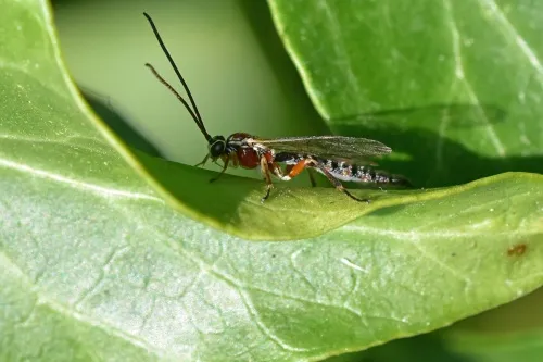 Tromatobia lineatoria - photo 8