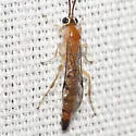 Tromatobia notator