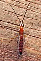 Tromatobia notator - photo 2