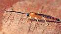 Tromatobia notator - photo 3