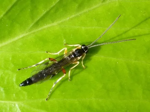 Tromatobia ovivora