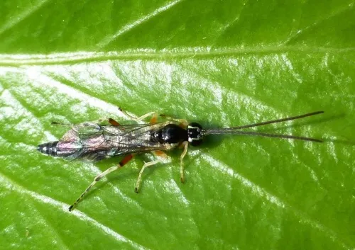 Tromatobia ovivora - photo 2