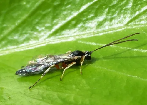 Tromatobia ovivora - photo 3