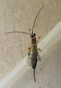 Tromatobia rufopectus