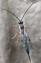 Tromatobia zonata