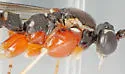 Tromatobia zonata - photo 3