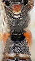 Tromatobia zonata - photo 4