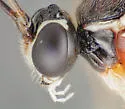 Tromatobia zonata - photo 5
