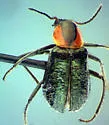 Trophimus aeneipennis
