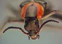 Trophimus aeneipennis - photo 2