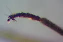 Trophimus aeneipennis - photo 3