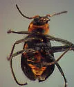 Trophimus aeneipennis - photo 4