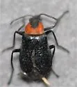Trophimus aeneipennis - photo 5