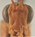 Trophophion tenuiceps