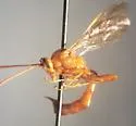 Trophophion tenuiceps - photo 2