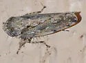 Tropicanus costomaculatus