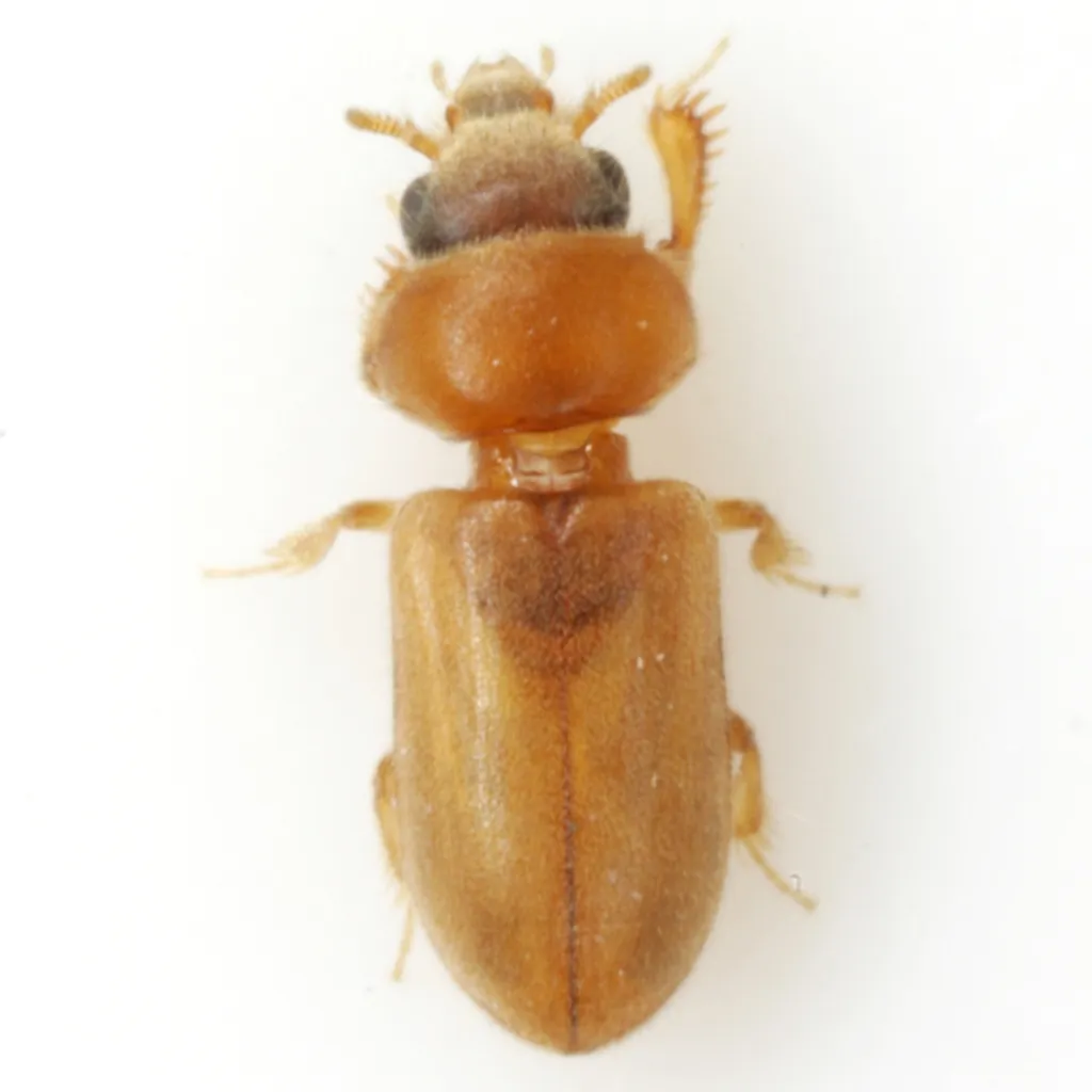 Tropicus pusillus - photo 2