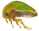 Tropidarnis tectigera - photo 2