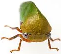 Tropidarnis tectigera - photo 3