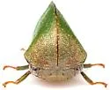 Tropidarnis tectigera - photo 4