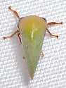 Tropidarnis tectigera - photo 5