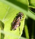 Tropidia albistylum