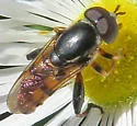 Tropidia albistylum - photo 2
