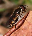 Tropidia albistylum - photo 4